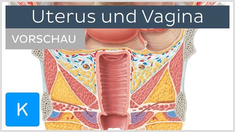 große labia|Vulva